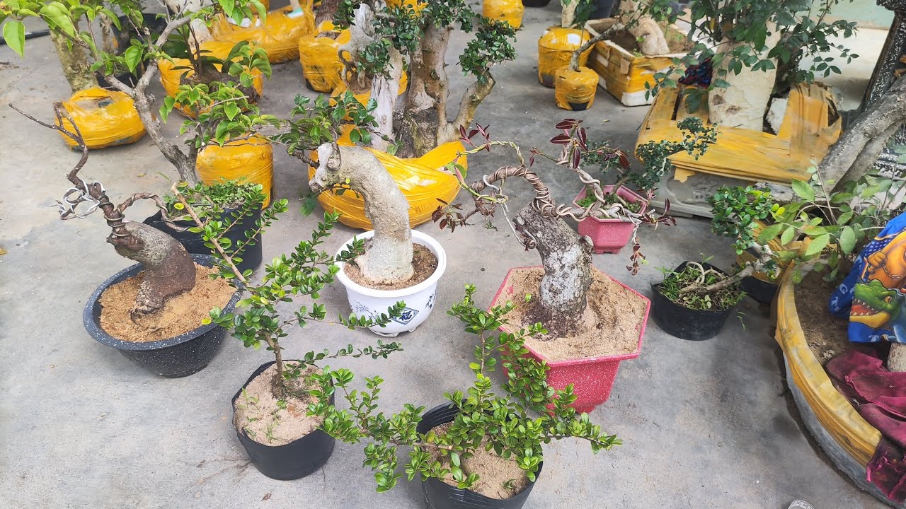 Sáng 25.1 .0359540980 gl cây cảnh các loại giá rẻ bao síp toàn quốc 