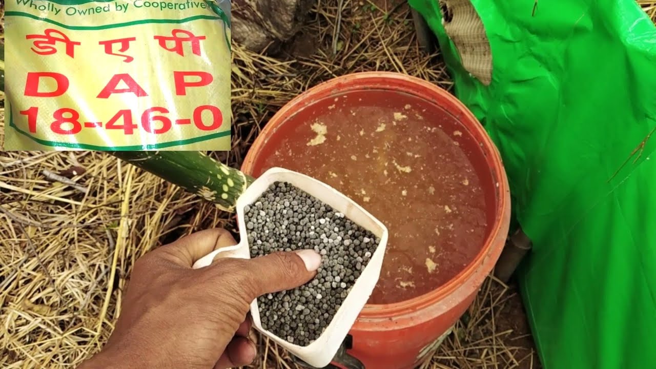 ऐसे बनाये DAP का स्प्रे करने वाला घोल।Make DAP sore solution.