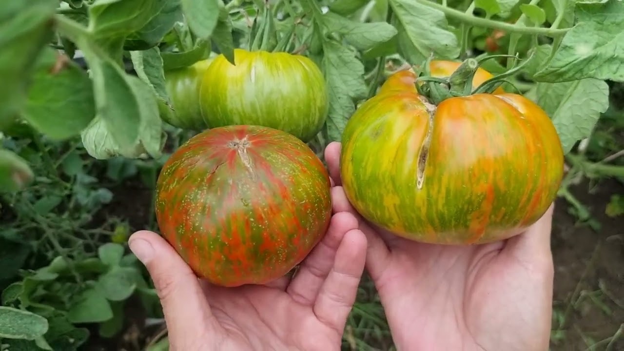 Pomidor odmiany Berkeley Tie Dye Green