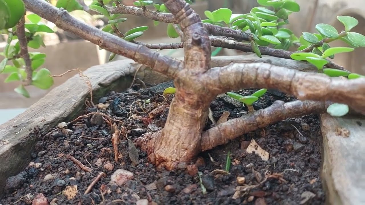 como podar portulacaria afra