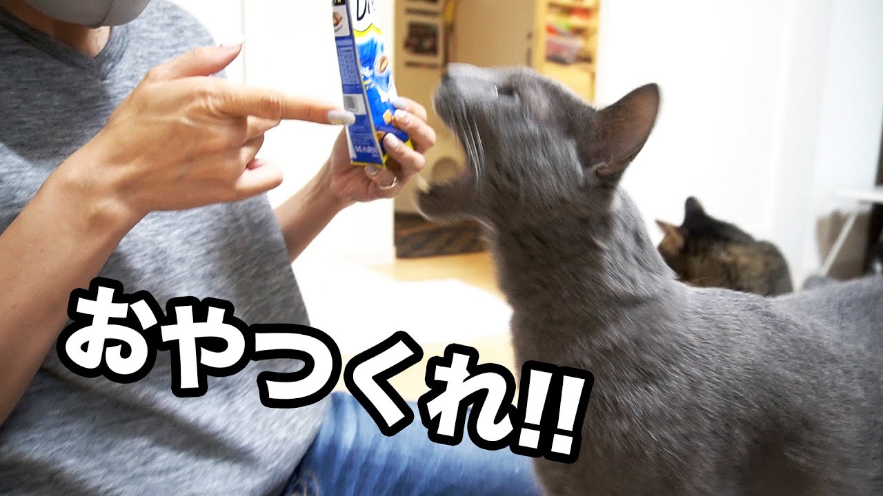指まで食べます！食いしん坊に引っかかれて負傷（汗） #山田猫 #猫まみれ