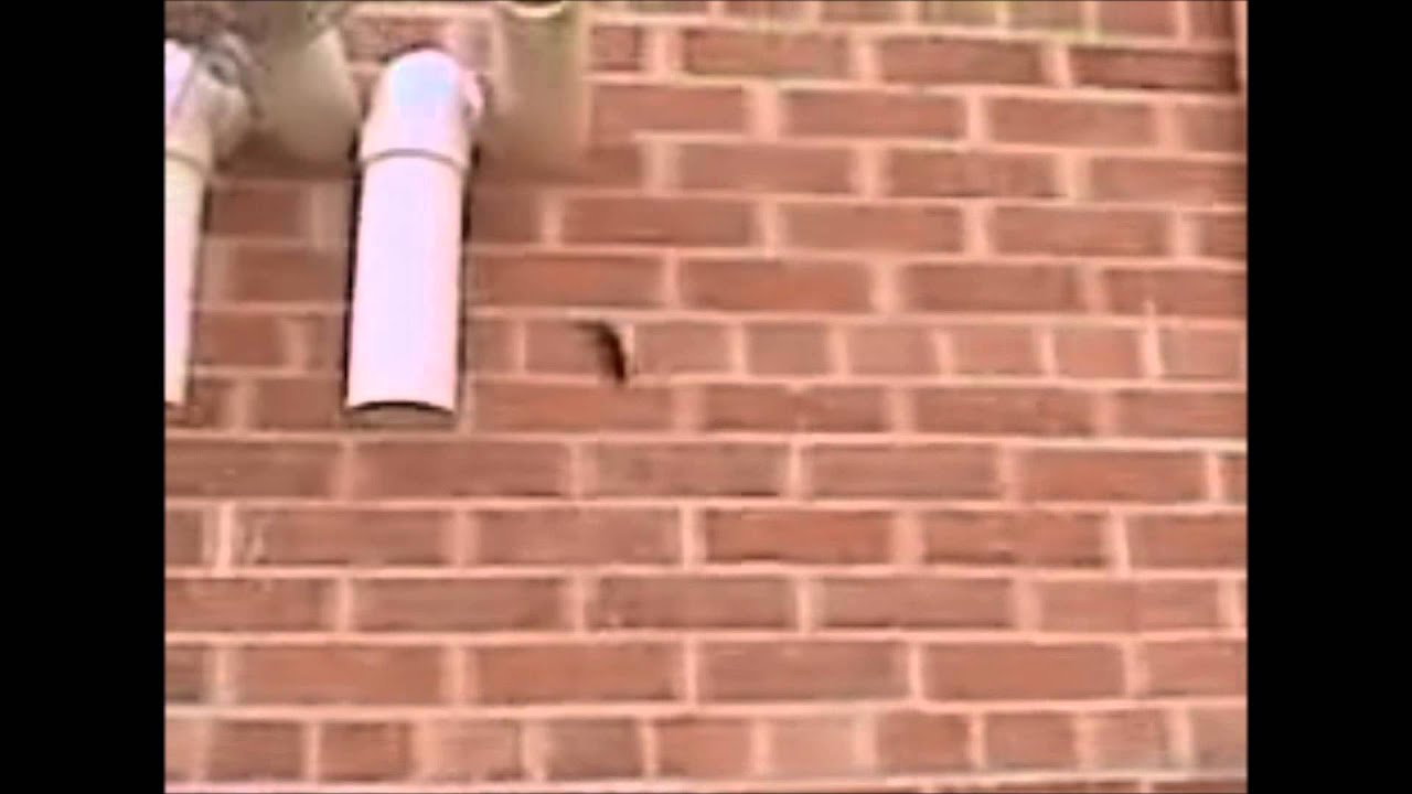 Mouse climbing vertically up the side of a building