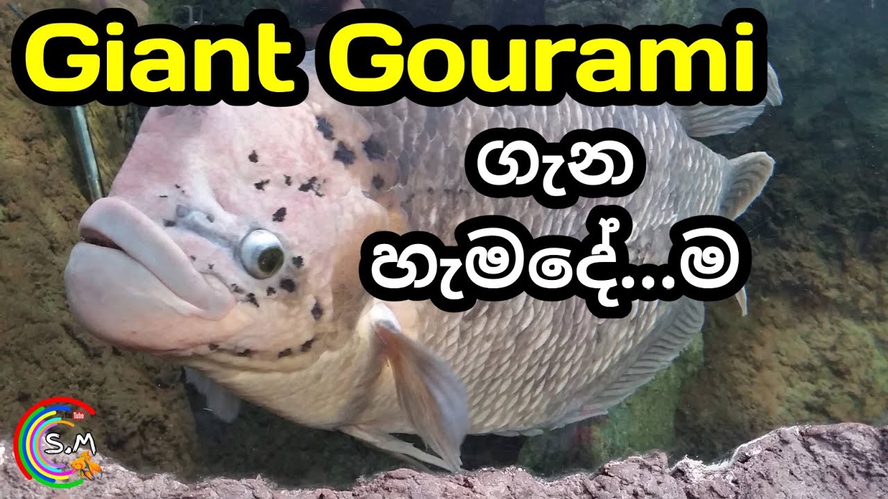 Giant Gourami Care in Sinhala | LOT about GIANT Gouramis