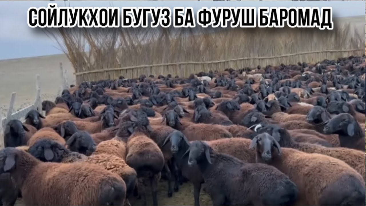 24 февраля 2026 г.