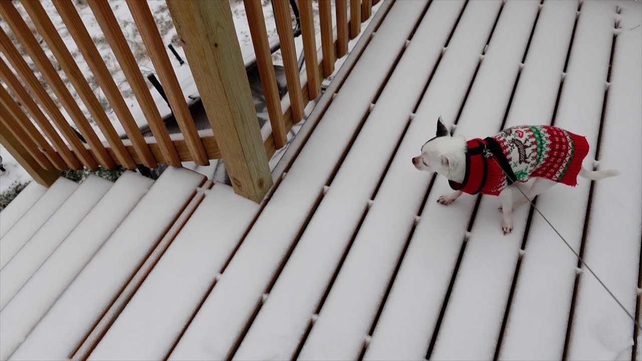 Ice Storm in NC 2026! Getting prepared * My chihuahua isn't impressed * Comfort food for the win *