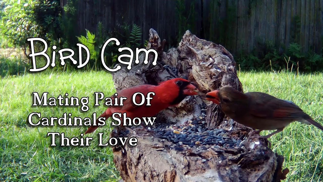 Mating Pair Of Cardinals Show Their Love (Bird Cam)