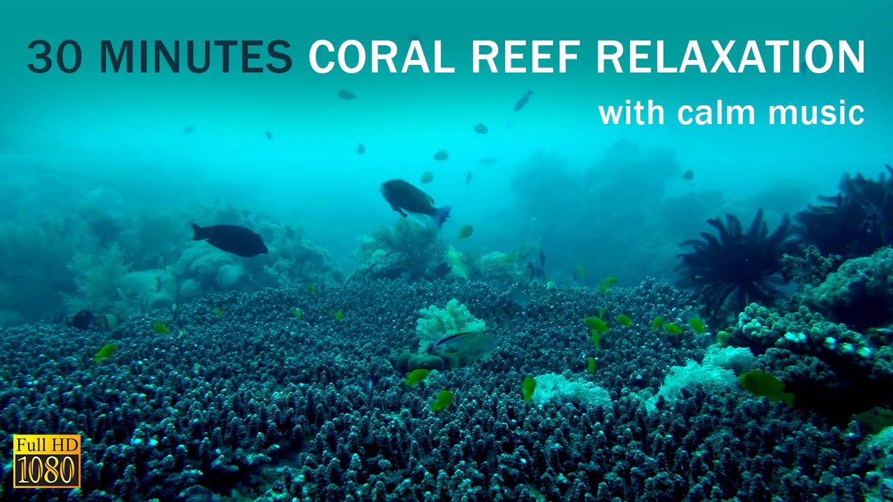 30 MINUTES Coral Reef Fish Relaxation - Calm Relaxing Music - Full HD
