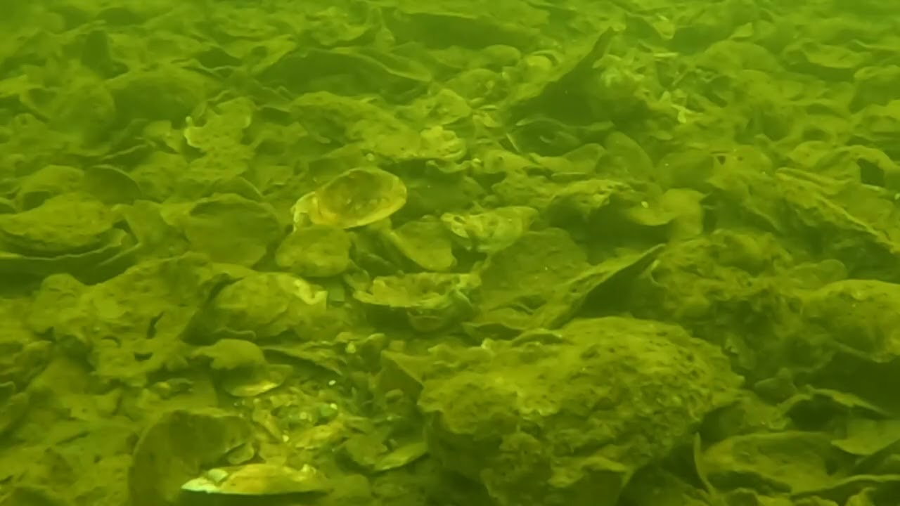 Bill Burton Fishing Pier Oyster Reef Monitoring Nov 9 2025