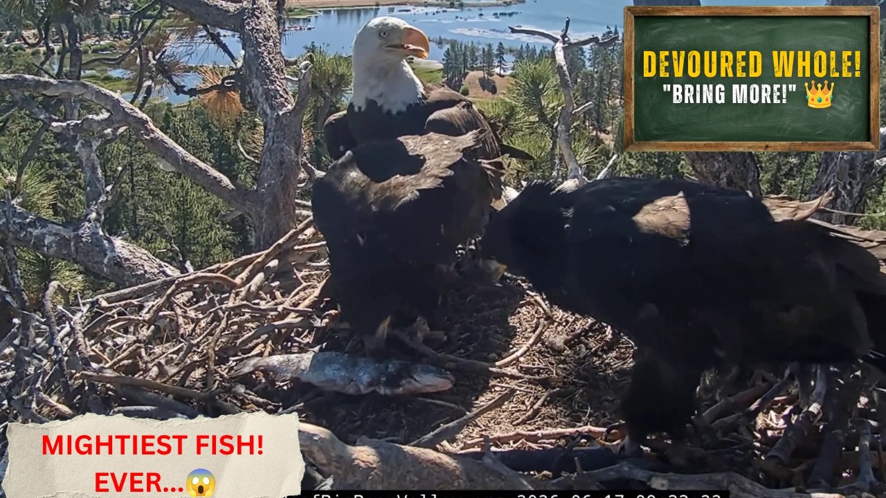 MIGHTY FEAST! 🐟 Sandy & Luna DEVOUR Mightiest Fish Whole! | Big Bear Bald Eagles 2026