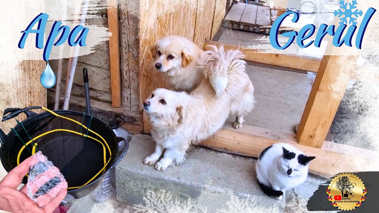 Cățelușele în Pericol! Ger de Îngheată Apa la Căsuța de la Țară!!