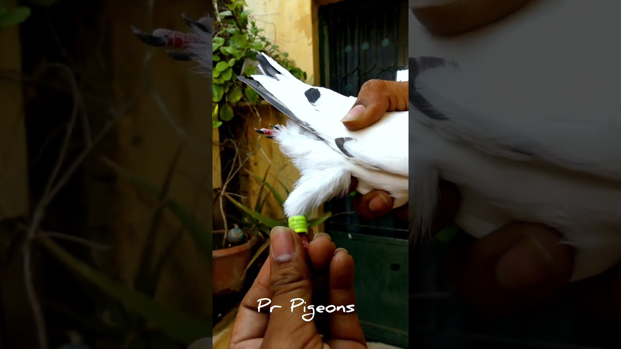💥🕊️Roller pigeon ❌ Power Kick 🔥👽 #prpigeons #asal #pigeonlover #leo #trending #shorts