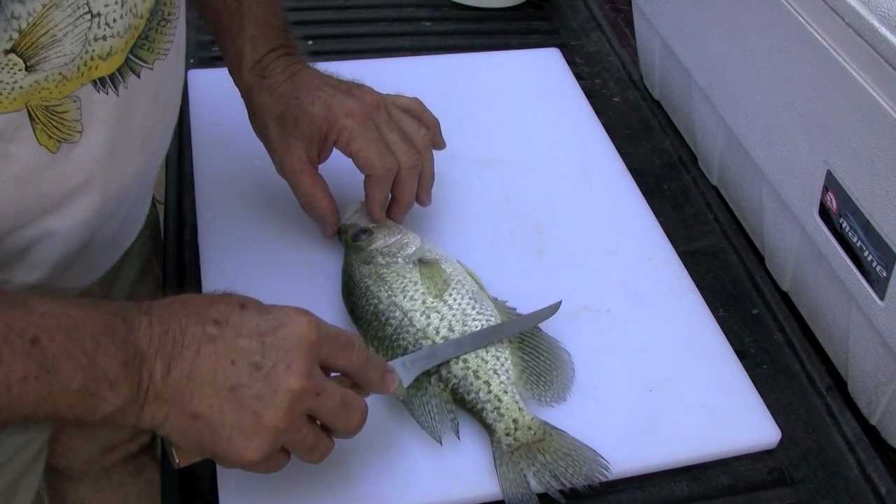 Cleaning a Crappie the traditional way with Browning fillet knife