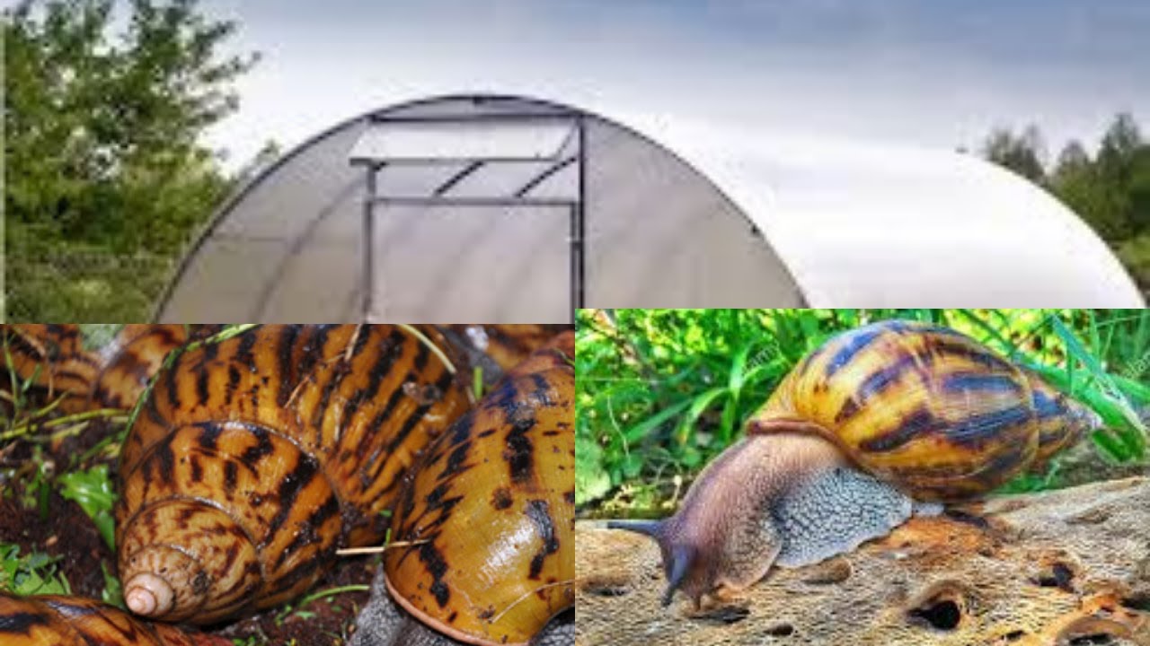 How to start your backyard greenhouse Snail farm