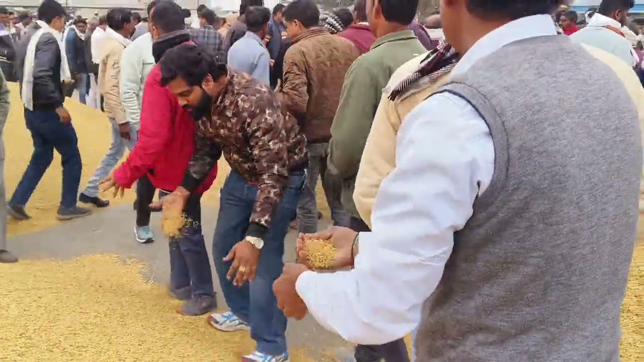 कोटा की कृषि उपज मंडी में धान बेचने का प्रोसेस क्या होता है कैसे बीकता है वीडियो में देखिए