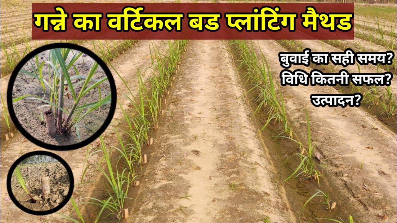 वर्टिकल बड प्लांटिंग मैथड | गन्ना बुवाई की नई विधि | Vertical bud planting of sugarcane