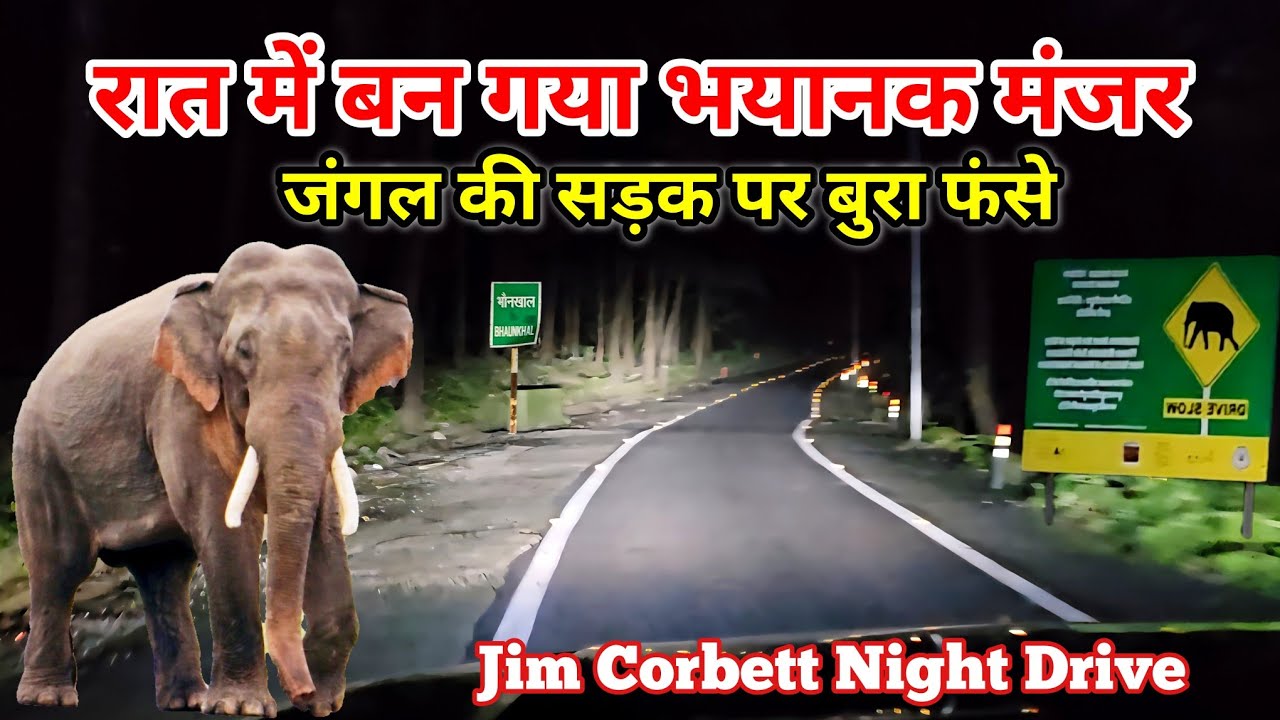 Into the Wild: Jim Corbett's Nocturnal Adventure | Scary Night Drive @Wildlifewithsunil