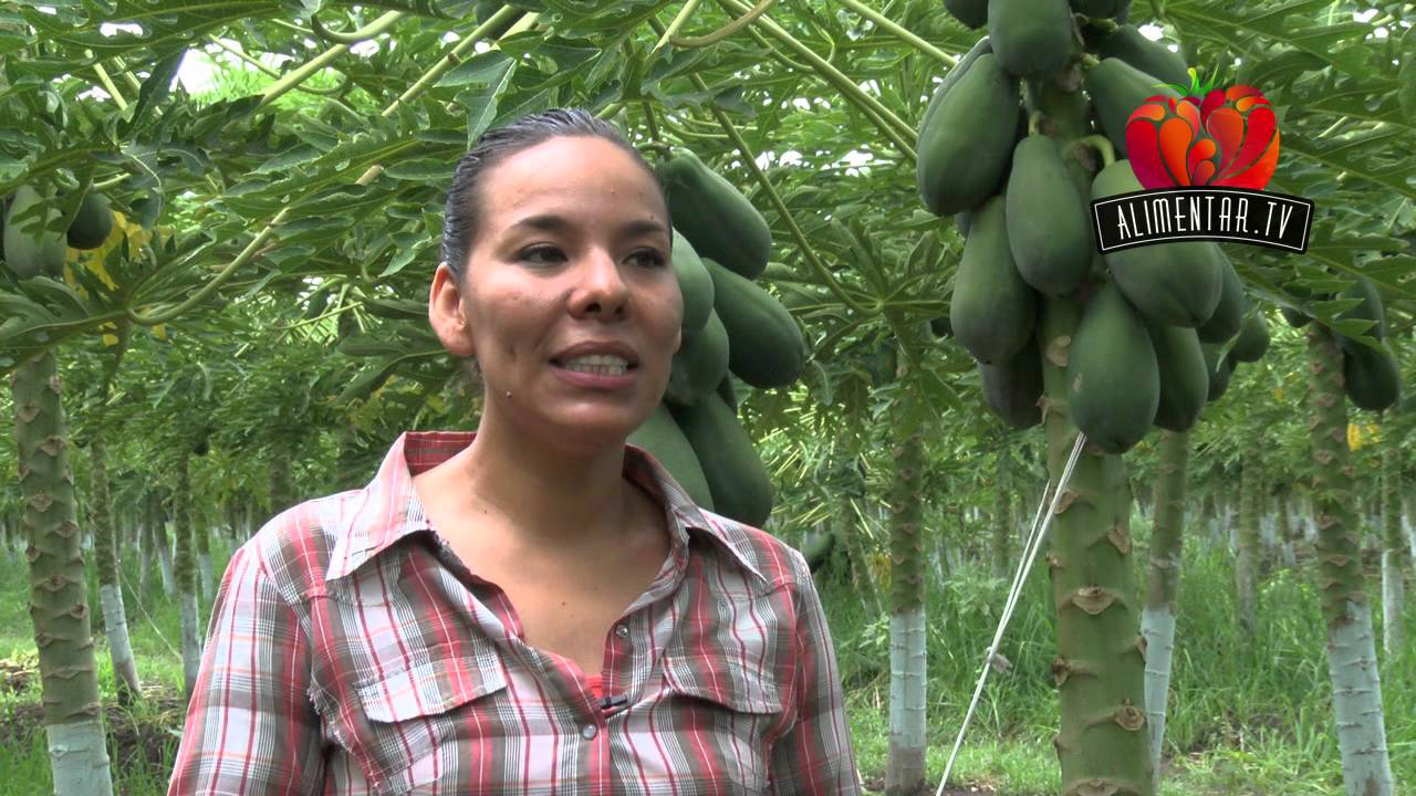PRODUCCIÓN DE PAPAYA