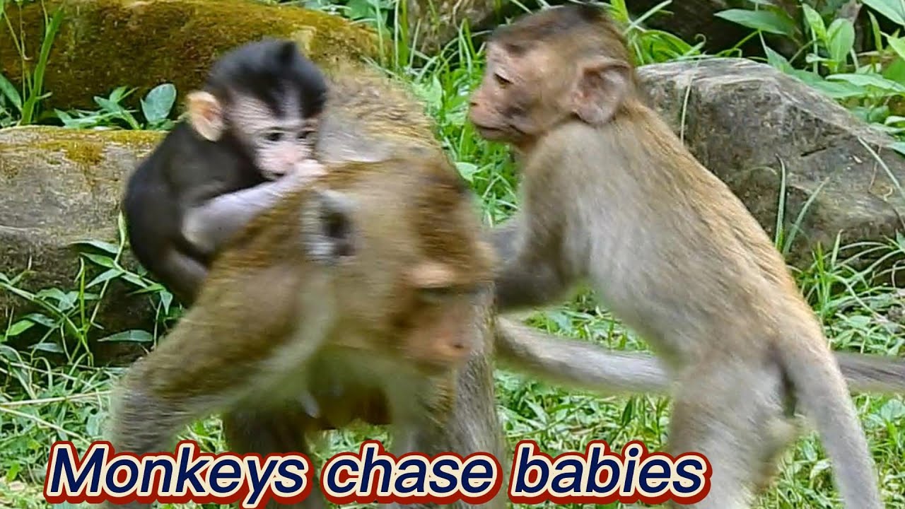 Funny !! The big monkey hit both the mother and the baby monkey angrily