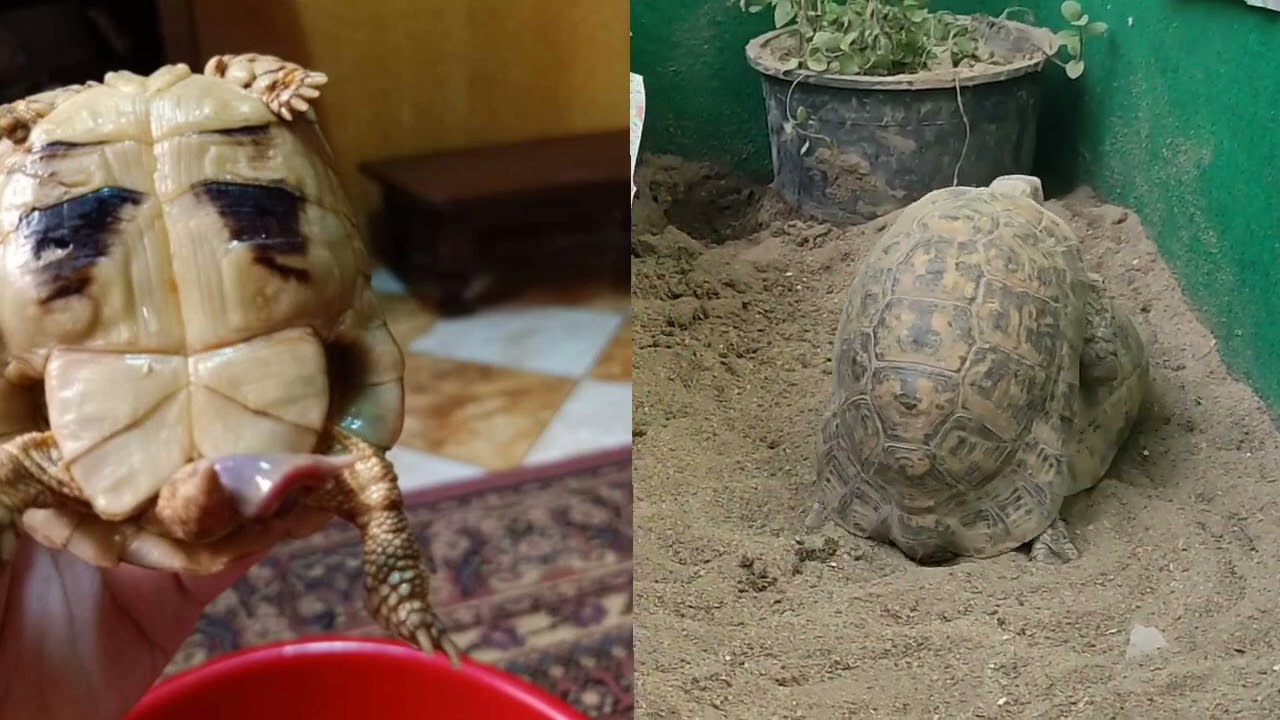 سن البلوغ عند السلاحف 🐢وامتى تكون جاهزه للتزاوج 🤔