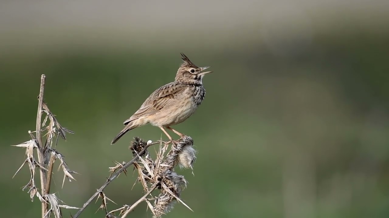 Качулата чучулига