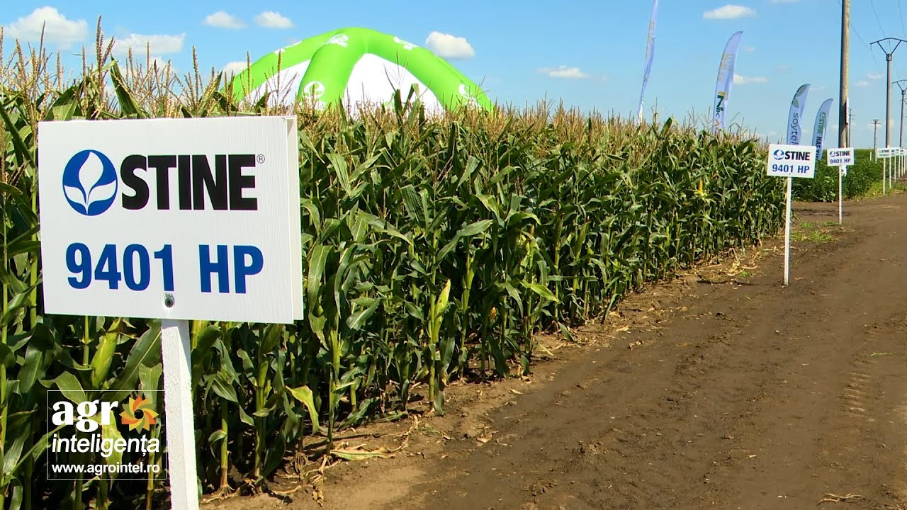 Hibrizii de porumb care valorifică la maxim terenurile agricole