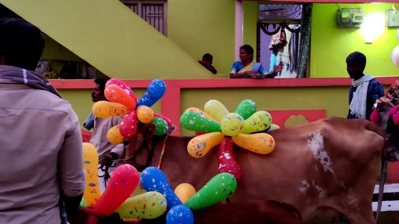 ##Sankranthi Sambaralu 2022##Marella##My Village#SatishKushi....🎉🎉🥳🥳🥳