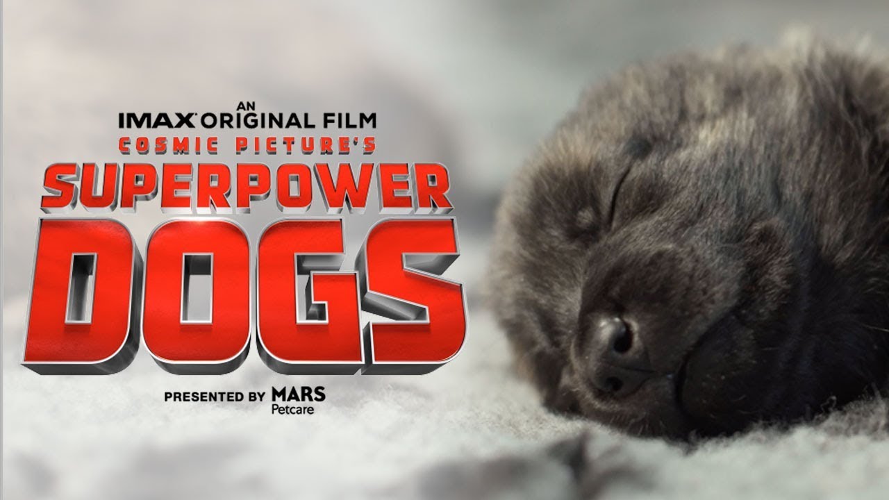 Superpower Dogs Official Trailer | Experience It In IMAX®