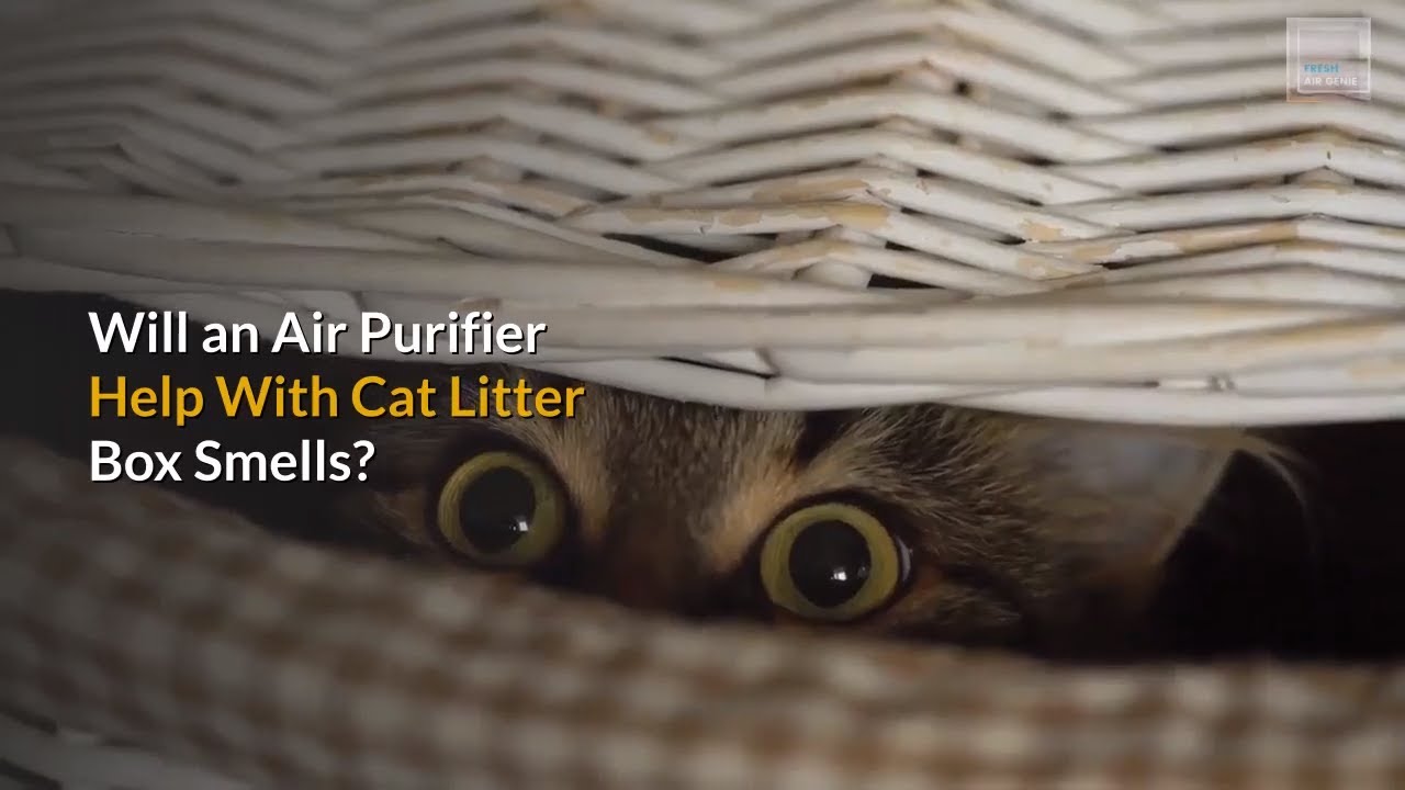 Will an Air Purifier Help with Cat Litter Box Smells?