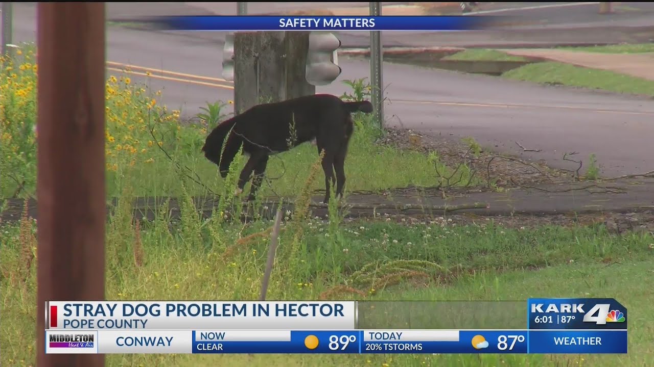 Small River Valley community dealing with stray dog problem