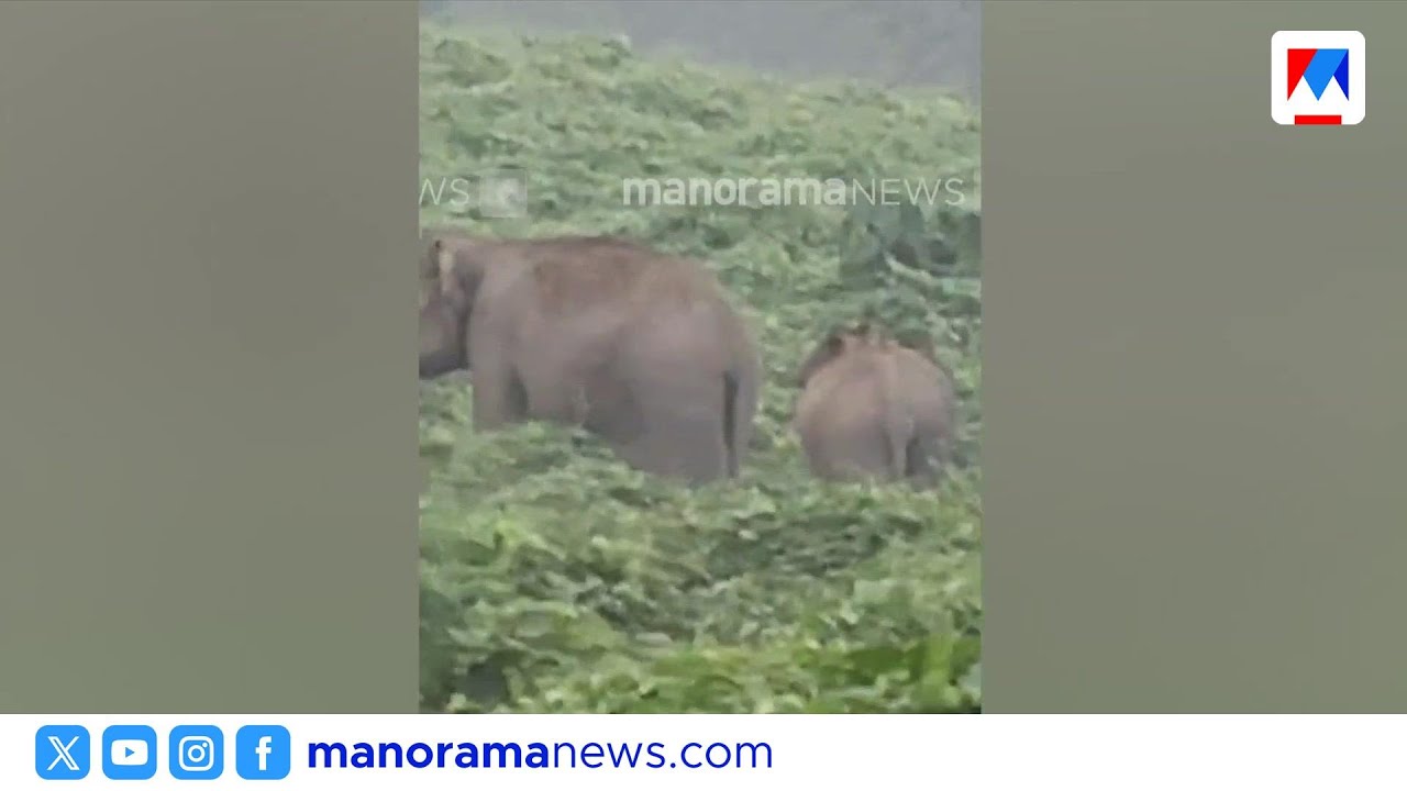 നിലമ്പൂരിൽ ജനവാസമേഖലയിൽ കാട്ടാനക്കൂട്ടം: ഭീതിയിൽ നാട്ടുകാർ ​| Wild Elephant