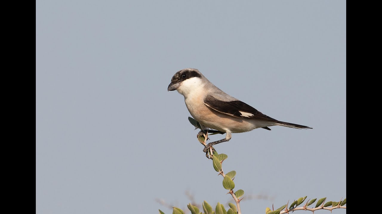 Lesser grey Shrike