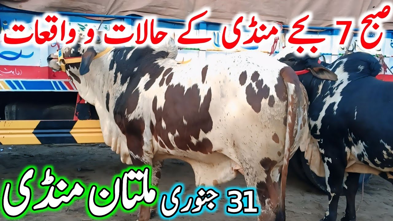 Today Multan Cow Mandi Fresh Latest Update Video | Sahiwal Cholistani Brahman Bachre |Cow Mandi 2025