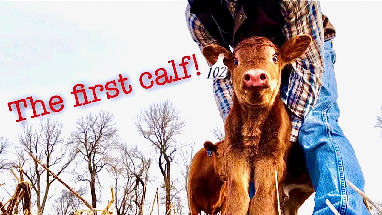Kicking Off 2022 Calving Season