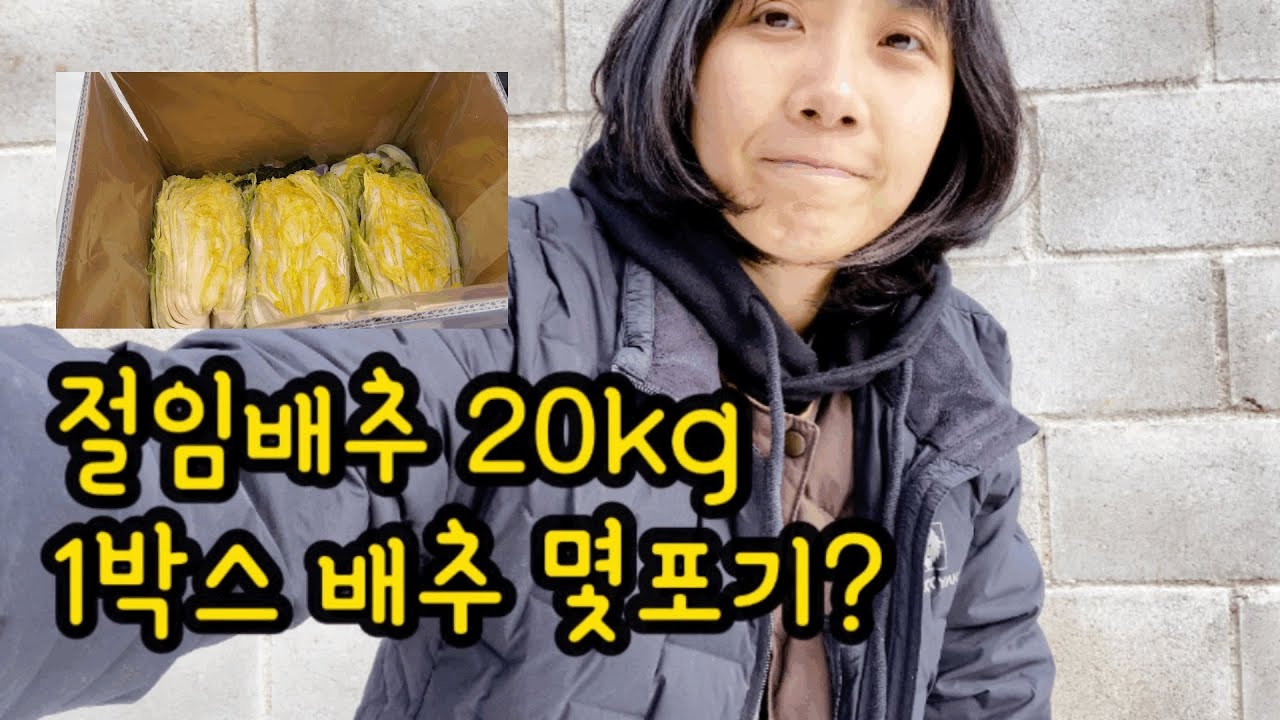 김장철 절임배추 20kg 1박스 과연 몇포기가 들어갈까?  #진도배추 #절임배추가격 #절인배추 (12월 배추크기) 문의 010-8953-1875