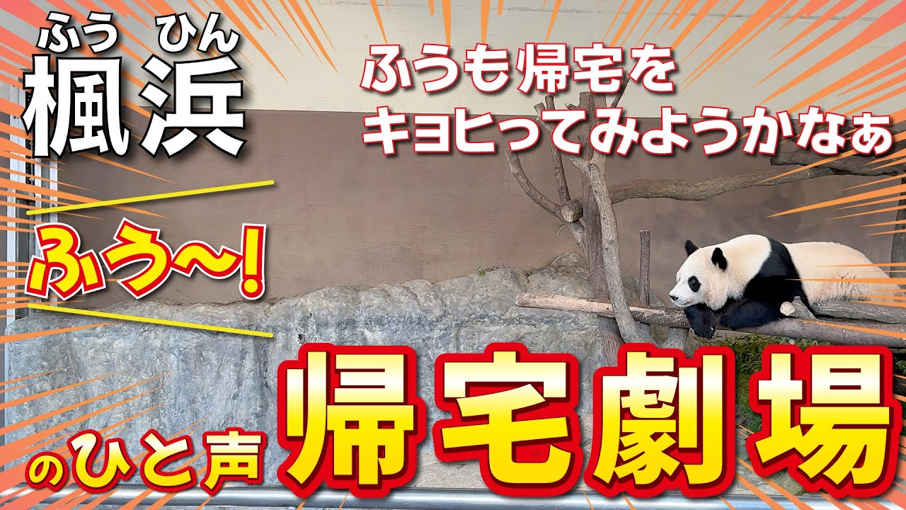 【楓浜（ふうひん）】楓🍁ちゃんまで帰宅拒否⁉️😳ナカさんの「ふう！」の一声にとった行動とは？