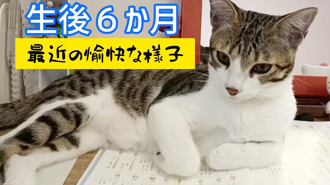ラグを敷いたら嬉しそう♪生後半年の子猫との暮らしはとても愉快です♪