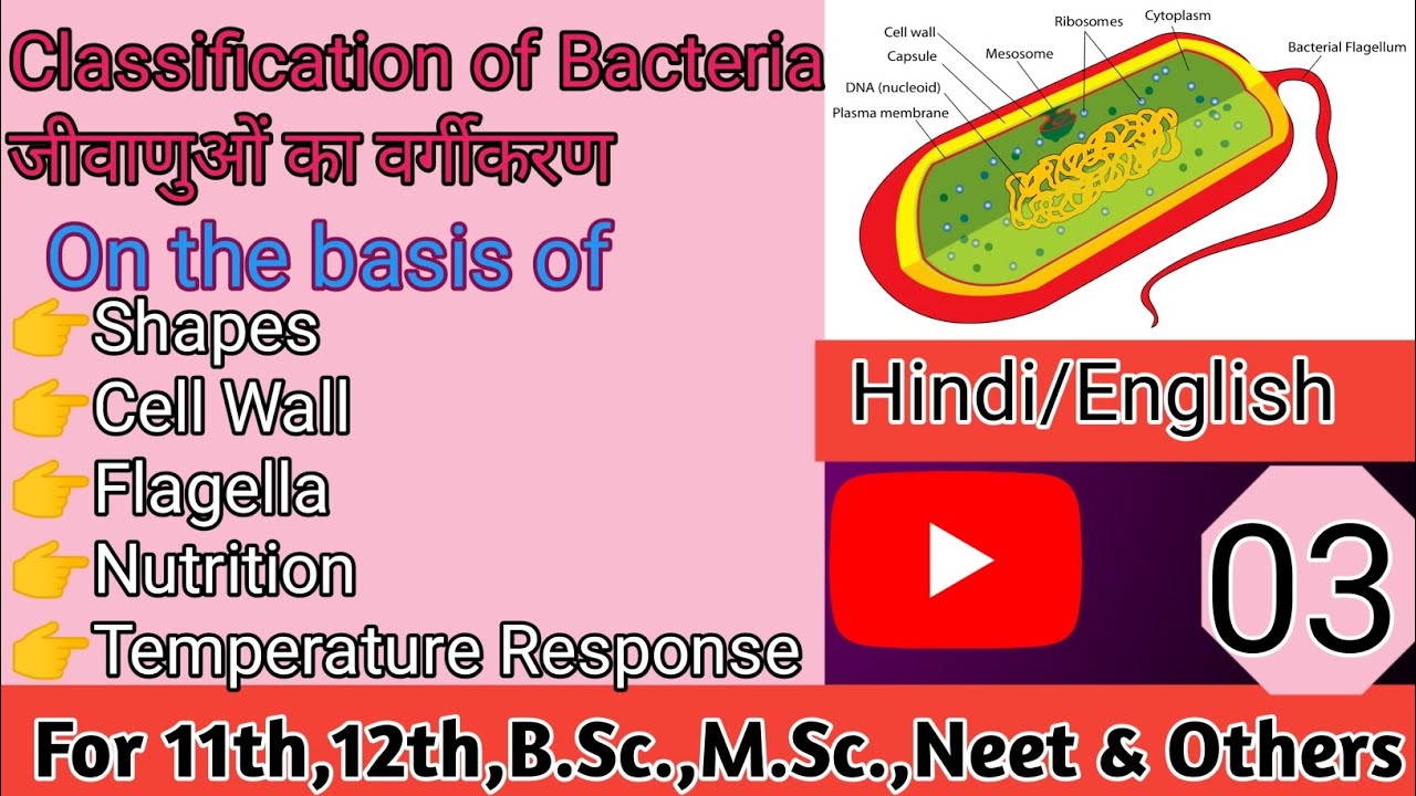 जीवाणुओं का वर्गीकरण🔬,Part-03//Bacterial Classification//बहुत ही महत्वपूर्ण है#Jivanuo ka vargikaran