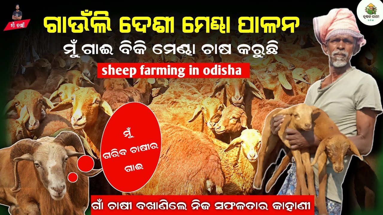 ମେଣ୍ଢା ଚାଷ | sheep farm in odisha | Desi mendha chasa odisha | How to start sheep farming in odisha