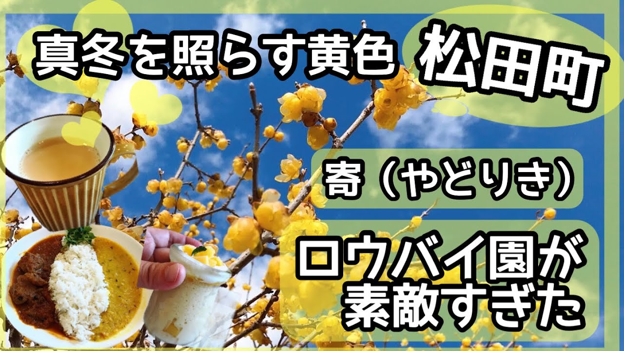 【松田町】寄・ロウバイまつり♡まるで秘密の花園🌸「たなーたん！」の期間限定ランチ🎶