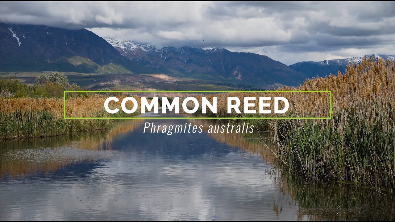 Common Reed