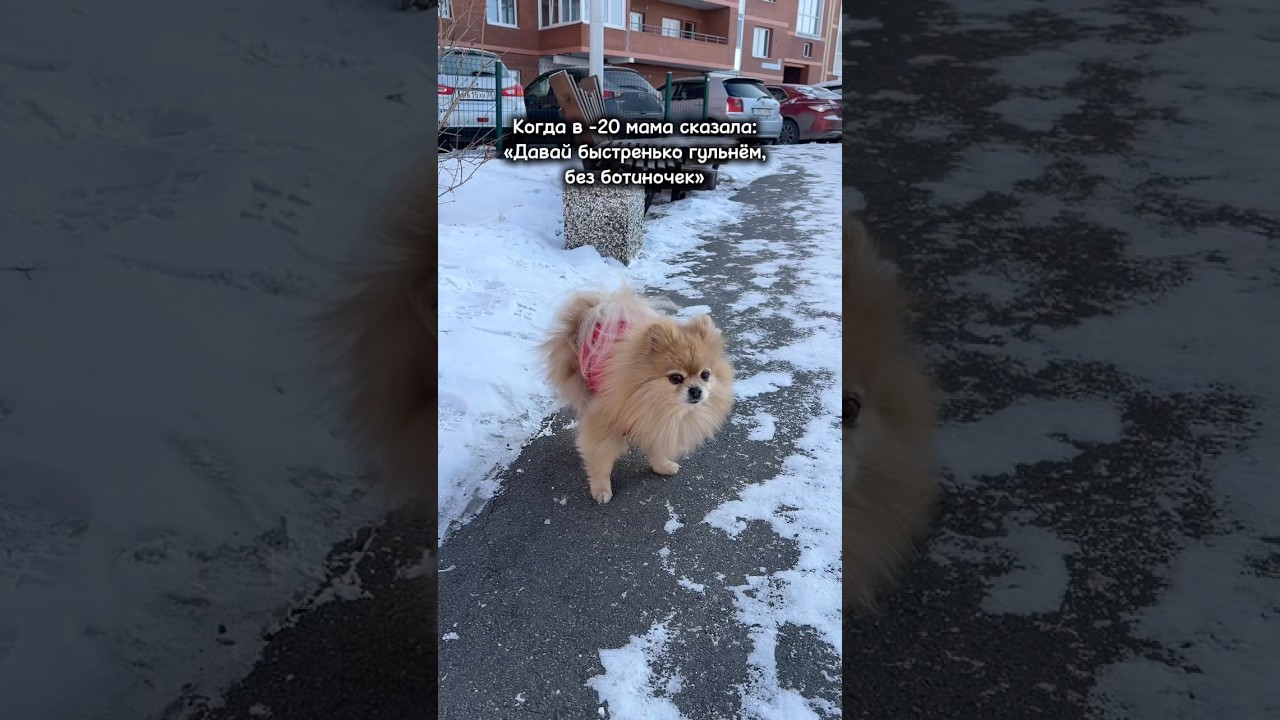Без ботиночек прогулки очень короткие!
