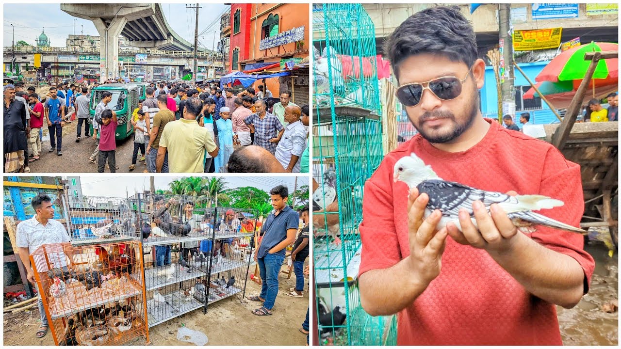 দেওয়ানহাট থেকে নিতে হলো এক জোড়া কবুতর 😵‍💫