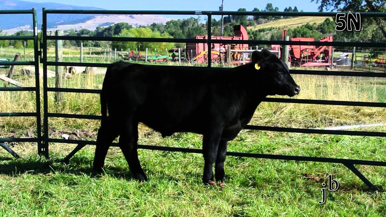 5N Steer Treasure State Sale 2013
