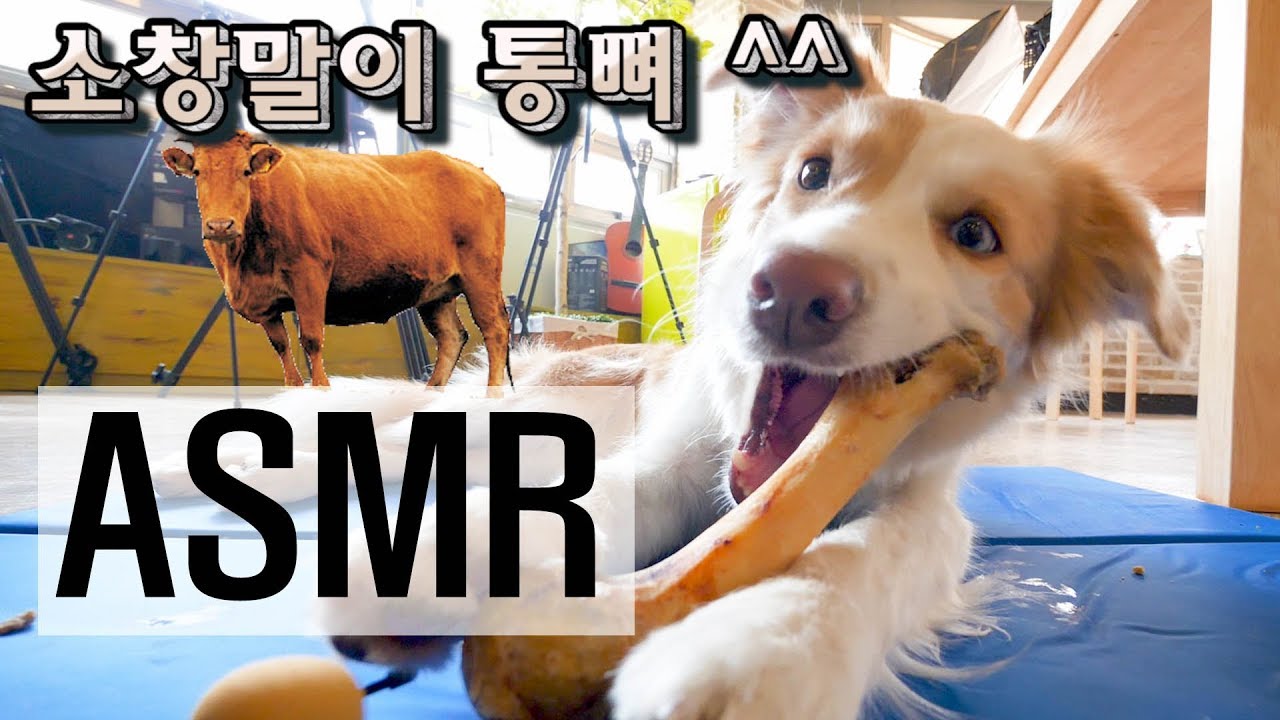 자기몸만한 통뼈를 먹는 강아지 소리 / 먹방 ASMR (DOG, SOUND,리얼사운드,마이크찬강아지)