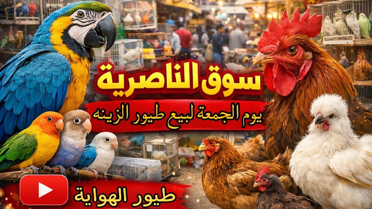 سوق الجمعة في الناصرية لبيع انواع طيور الزينه بتاريخ 30/يناير/2026