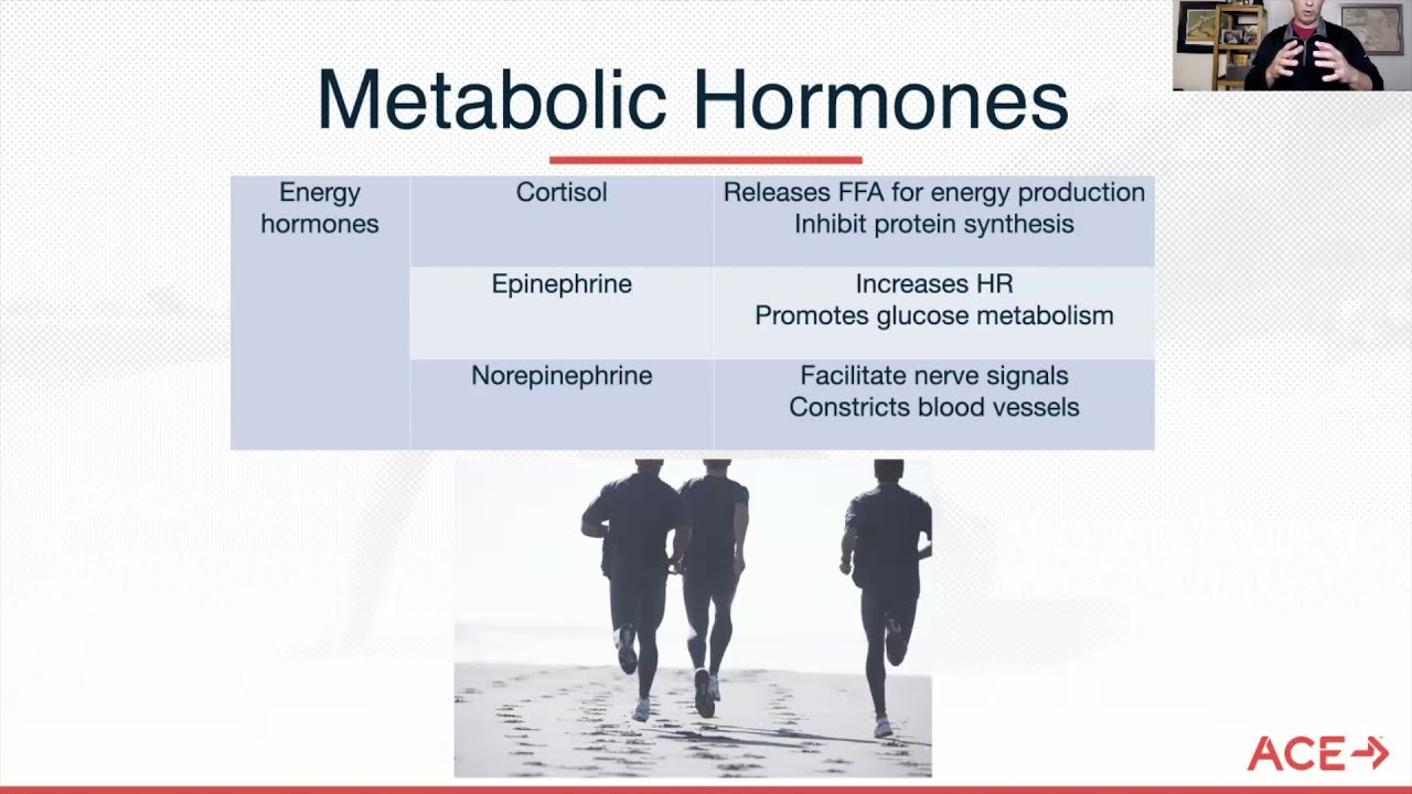 CERTIFIED | Understanding the Link Between Hormones and Metabolism