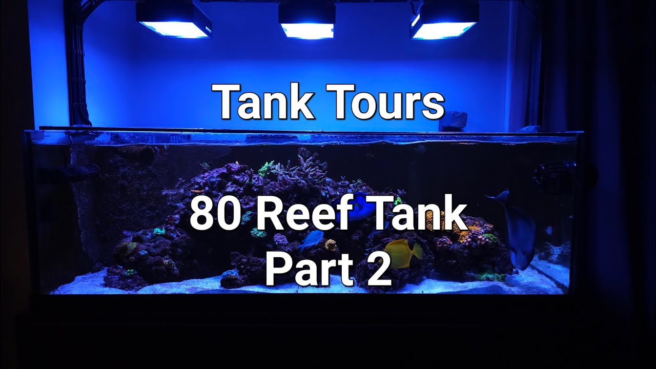 TANK TOURS * 80 Gallon Reef Part 2 *