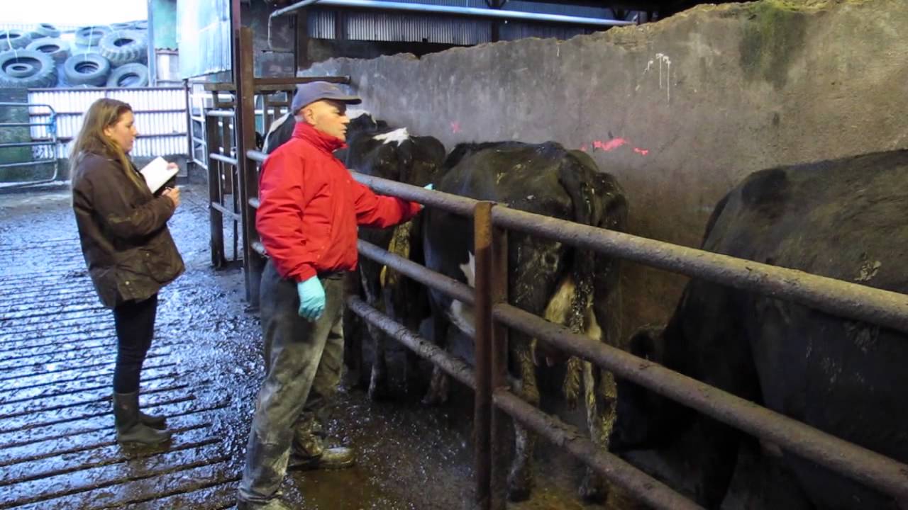 Dairy Know-How: Body condition scoring