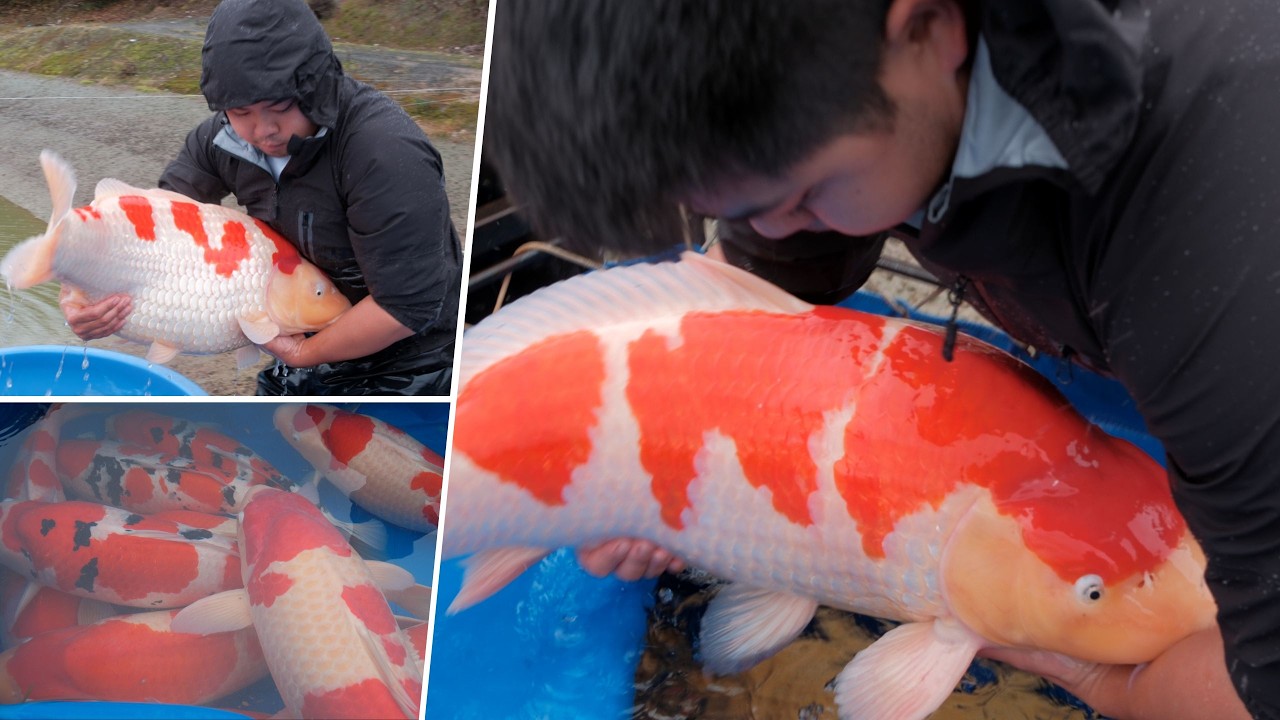 Can Koi Fish Really Grow This Big? Inside Marudo’s Best Koi Harvest of 2025