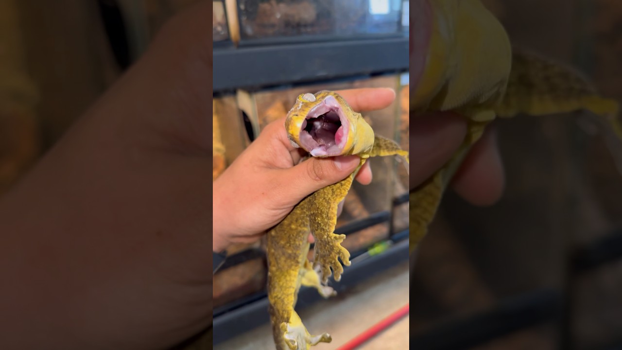 Ever wonder what the world&rsquo;s largest gecko sounds like upset?! -The leachianus gecko !